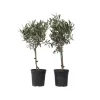 Olivträd - Set om 2 - Olea europaea - Höjd 50-60cm - ⌀14cm