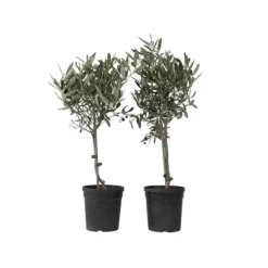 Olivträd - Set om 2 - Olea europaea - Höjd 50-60cm - ⌀14cm