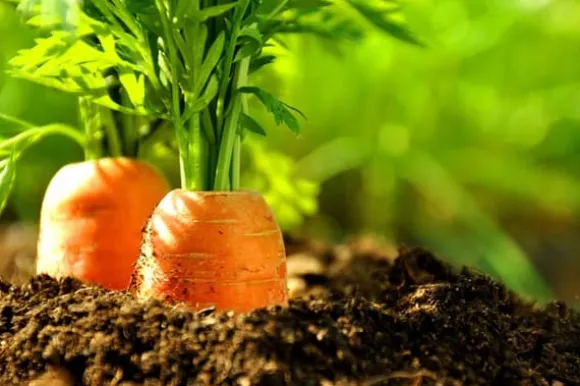 Optima Granulerad Kycklinggödsel 10l Naturlig ECO-gödsel Biovita