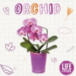 Orchid