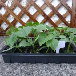 3-pack 24 celler plantor plantlåda plast blomträdgård plantskola kruka planteringsfrölåda kit med lock trädgårdsodlingslåda