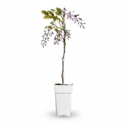 2-pack Blåregn 'Caroline' 65 cm i kruka Ø15 cm