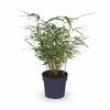 12-pack Fargesia Rufa Bambuväxter - 40 cm - Kruka Ø14 cm