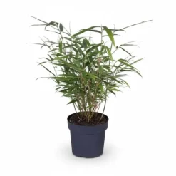 12-pack Fargesia Rufa Bambuväxter - 40 cm - Kruka Ø14 cm