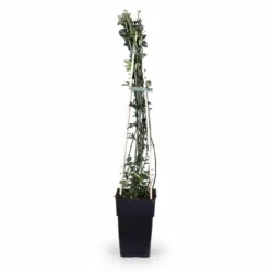 3-pack Jasminum nudiflorum 65 cm - Kruka Ø15 cm