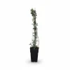 4-pack Jasminum nudiflorum 65 cm i kruka Ø15 cm