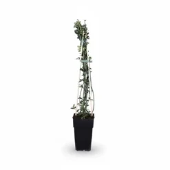 4-pack Jasminum nudiflorum 65 cm i kruka Ø15 cm