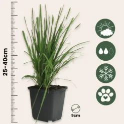 Pampasgräs - Set om 3 - Cortaderia selloana - Höjd 25-40cm - ⌀9cm