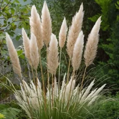 Pampasgräs - Set om 3 - Cortaderia selloana - Höjd 25-40cm - ⌀9cm