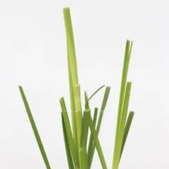 Pampasgräs - Set om 3 - Cortaderia selloana - Höjd 25-40cm - ⌀9cm