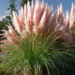 Pampasgräs - Set om 3 - Cortaderia selloana - Höjd 25-40cm - ⌀9cm