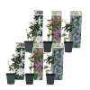 Passionsblomma - Set om 6 - Passiflora hybridum - Höjd 25-40cm - ⌀9cm