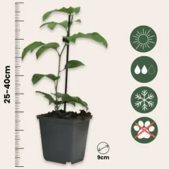 Passionsblomma - Set om 6 - Passiflora hybridum - Höjd 25-40cm - ⌀9cm
