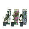 Passionsblomma - Set om 3 - Passiflora hybridum - Höjd 25-40cm - ⌀9cm