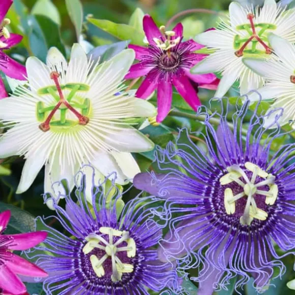 Passionsblomma - Set om 3 - Passiflora hybridum - Höjd 25-40cm - ⌀9cm