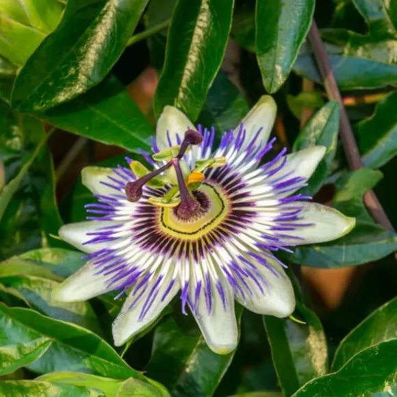 Passionsblomma - Set om 3 - Passiflora hybridum - Höjd 25-40cm - ⌀9cm