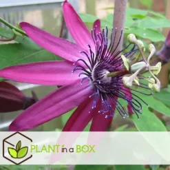 Passionsblomma - Set om 3 - Passiflora hybridum - Höjd 25-40cm - ⌀9cm