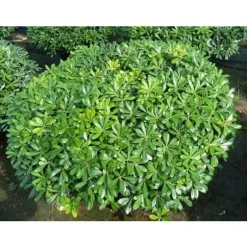 PITTOSPORUM PITTOSPORO NANUM VASO 19CM Ständiga och Klättrande نباتات