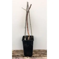 Plante - INGEN NAMN - Lampone Rosso Heritage - Härdiga buskar - Smakrika frukter - Höjd 20-30 cm