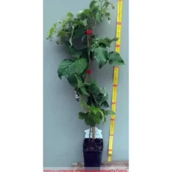 Plante - LAMPONE - Regina - Röd glänsande - Upp till 2 meter - Tidig bifera