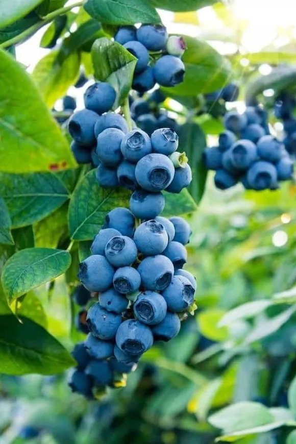 PLANTON B flerkomponentsgödsel för blåbär och andra sura växter 200 g