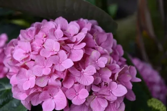 PLANTON C flerkomponentsgödsel för balkong- och trädgårdsväxter 200 g