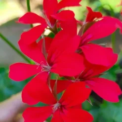 PLANTON C flerkomponentsgödsel för balkong- och trädgårdsväxter 200 g