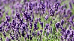 PLANTON L flerkomponentsgödsel för lavendel 200g