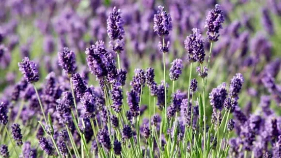 PLANTON L flerkomponentsgödsel för lavendel 200g