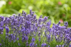 PLANTON L flerkomponentsgödsel för lavendel 200g