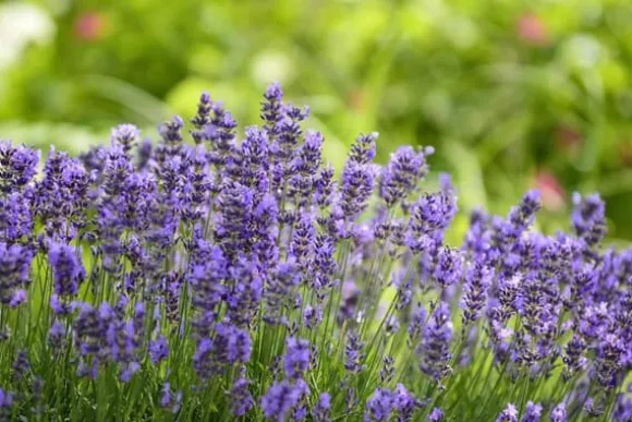 PLANTON L flerkomponentsgödsel för lavendel 200g