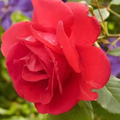 PLANTON R Flerkomponentsgödsel för rosor 200 g