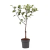 Plommonträd - Prunus domestica 'Opal' - Höjd 90-100cm - ⌀21cm