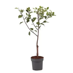 Plommonträd - Prunus domestica 'Opal' - Höjd 90-100cm - ⌀21cm