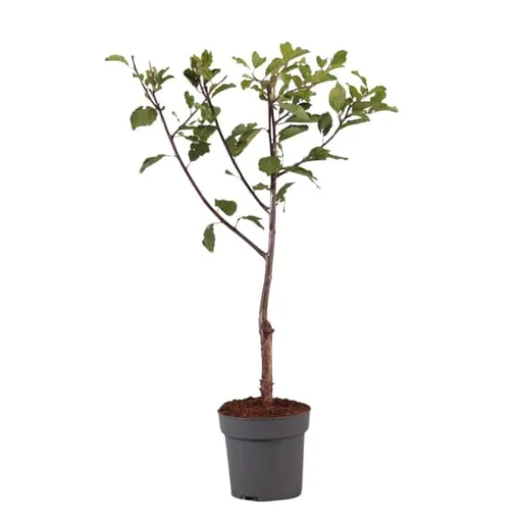 Plommonträd - Prunus domestica 'Opal' - Höjd 90-100cm - ⌀21cm