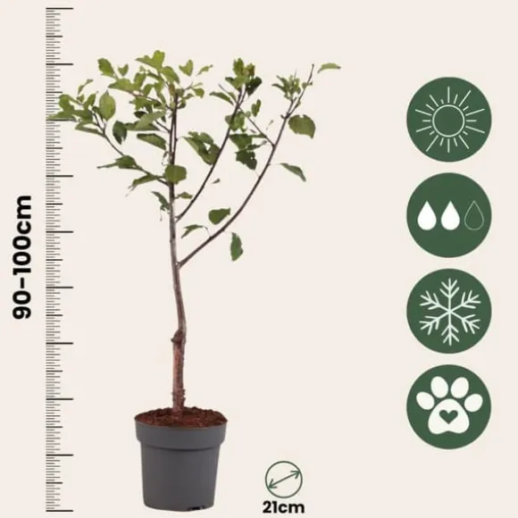 Plommonträd - Prunus domestica 'Opal' - Höjd 90-100cm - ⌀21cm