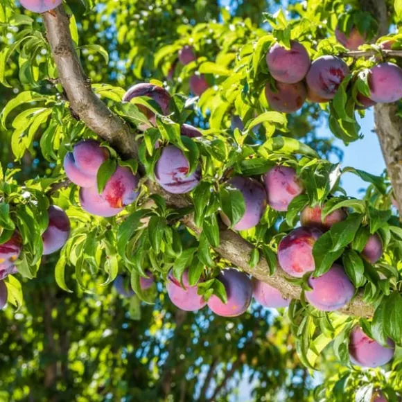 Plommonträd - Prunus domestica 'Opal' - Höjd 90-100cm - ⌀21cm
