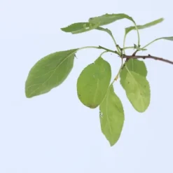 Plommonträd - Prunus domestica 'Opal' - Höjd 90-100cm - ⌀21cm