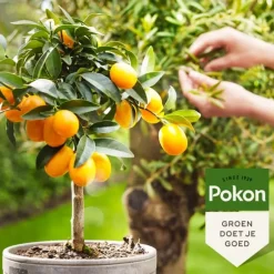 Pokon - Flytande gödselmedel för medelhavsväxter - 500 ml