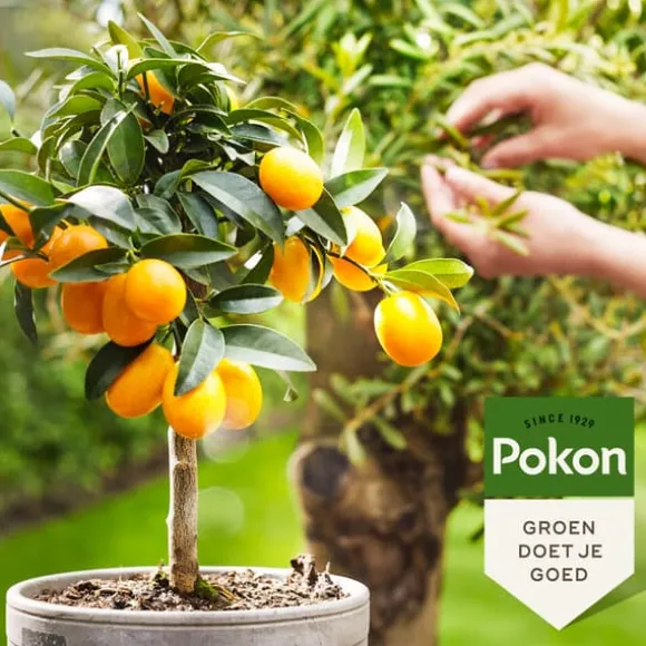 Pokon - Flytande gödselmedel för medelhavsväxter - 500 ml