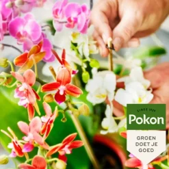 Pokon flytande växtmat - Orkidéer - 250ml