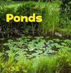 Ponds