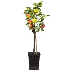 Äppelträd - Malus - Höjd 60-70cm - ⌀17cm