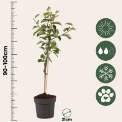 Äppelträd - Malus domestica 'Elstar' - Höjd 90-100cm - ⌀21cm