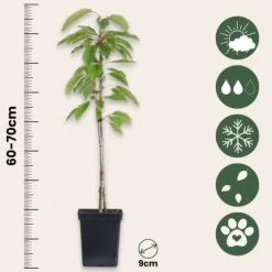 Äppelträd - Set om 3 - Malus - Höjd 60-70cm - ⌀9cm