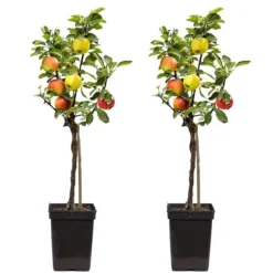 Äppelträd - Set om 2 - Malus - Höjd 60-70cm - ⌀17cm