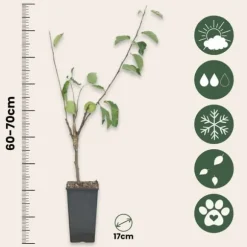 Äppelträd - Set om 2 - Malus - Höjd 60-70cm - ⌀17cm