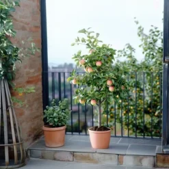 Äppelträd - Set om 2 - Malus - Höjd 60-70cm - ⌀17cm