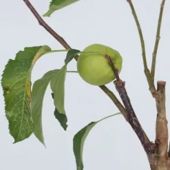 Äppelträd - Set om 2 - Malus - Höjd 60-70cm - ⌀17cm