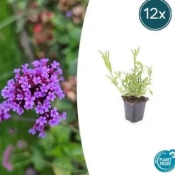 Prydnads verbena - Verbena bonariensis - Kruka 9cm - Set med 12 plantor